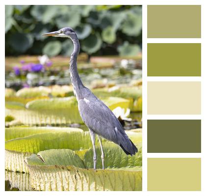 Grey Heron Heron Lilypads Image